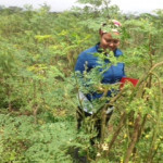 Project Director Angella Marcel with a Moringa plant