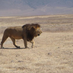 Lion walking in Ngorongoro Crater
