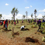 Planting a new forest in Mkonoo village